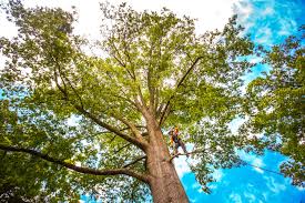 Professional Tree Services in Tarpon Springs, FL