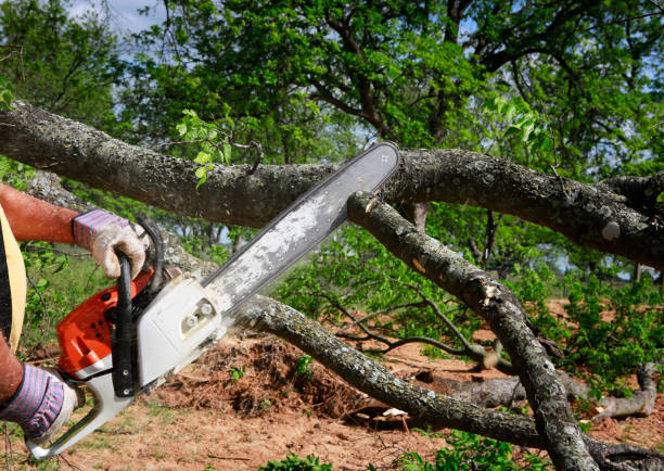 Best Tree Maintenance Programs  in Tarpon Springs, FL